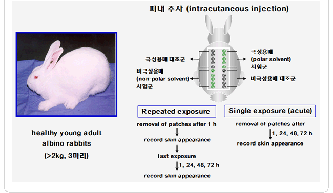 피내 주사(intracutaneous injection) 시험