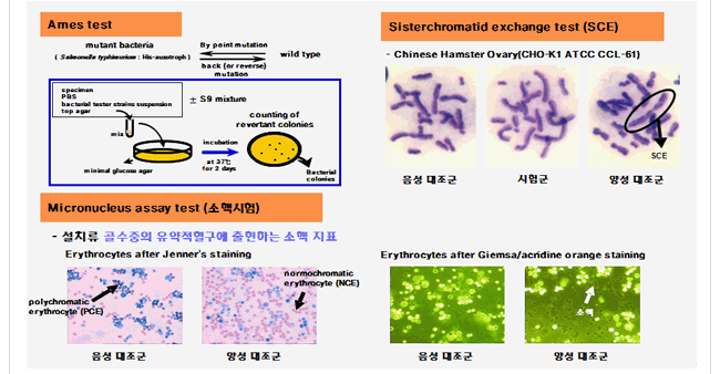 Ames test, SCE, 소핵시험(micronucleus assay)