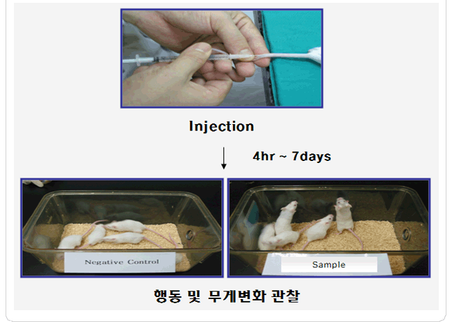 전신독성(급성) 시험 injection 및 행동·무게변화 관찰