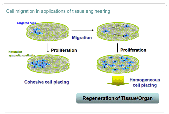 Cell migration in applications of tissue engineering