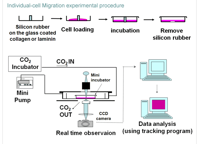 Individual-cell migration experimental procedure
