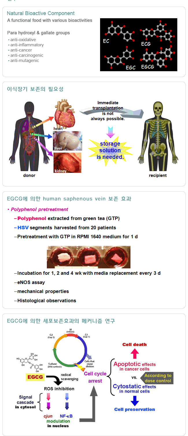EGCG를 이용한 세포 및 조직 보존 연구