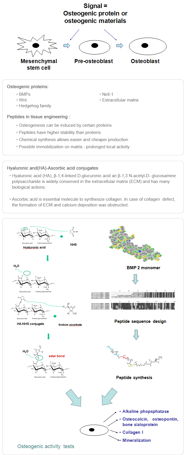 Osteogenic protein 기반 골 유도 및 조직공학 적용 연구